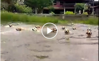 Dogs swimming races