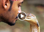 Thai Snake Show