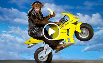 Thai monkey motorcycle driver