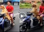 Dog – driver