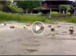 Dogs swimming races