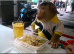 Monkey eating lunch